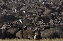 Cape Buffalo (Syncerus caffer) herd resting with a few Cattle Egret (Bubulcus ibis), Africa