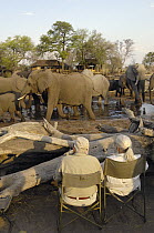 African Elephant (Loxodonta africana) herd at waterhole being watched by tourists, vulnerable, Africa