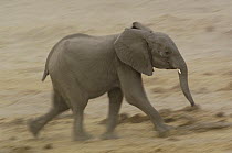African Elephant (Loxodonta africana) running, vulnerable, Africa