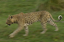 Leopard (Panthera pardus) walking, Africa