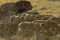 African Lion (Panthera leo) pride walking through grass, vulnerable, Africa