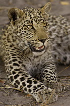 Leopard (Panthera pardus) ten month old cub resting in the shade, Africa