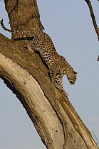 Leopard (Panthera pardus) climbing down a tree, Africa