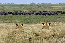 African Lion (Panthera leo) pair of females watching Cape Buffalo (Syncerus caffer) herd, Africa