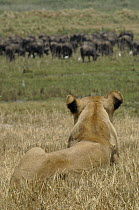 African Lion (Panthera leo) watching Cape Buffalo (Syncerus caffer) herd, Africa