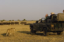 African Lion (Panthera leo) watched by tourists, vulnerable, Africa
