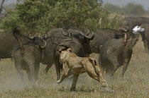 African Lion (Panthera leo) chasing Cape Buffalo (Syncerus caffer) herd, Africa