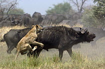 African Lion (Panthera leo) attacking Cape Buffalo (Syncerus caffer), Africa