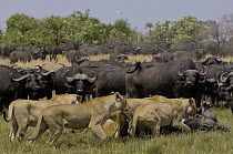 African Lion (Panthera leo) group catching Cape Buffalo (Syncerus caffer), Africa