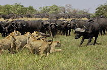 African Lion (Panthera leo) group killing Cape Buffalo (Syncerus caffer) while fending off rest of herd, Africa