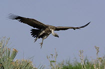 White-backed Vulture (Gyps africanus) flying, Africa