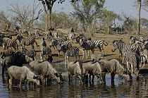 Burchell's Zebra (Equus burchellii) and Blue Wildebeest (Connochaetes taurinus) at Savute Camp waterhole, Botswana