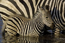 Burchell's Zebra (Equus burchellii) foal standing beside mother in waterhole, Africa