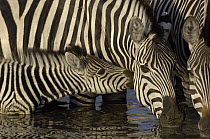 Burchell's Zebra (Equus burchellii) foal nuzzles mother in waterhole, Africa
