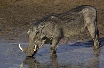 Warthog (Phacochoerus africanus) drinking from waterhole, Africa