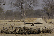 White-backed Vulture (Gyps africanus) group feeding on carcass, Africa