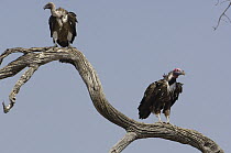 Ruppell's Griffon (Gyps rueppellii) pair, Africa