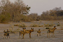 African Wild Dog (Lycaon pictus) pack walking together, endangered, Africa