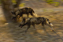African Wild Dog (Lycaon pictus) pair running, endangered, Africa
