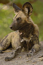 African Wild Dog (Lycaon pictus) portrait, endangered, Africa