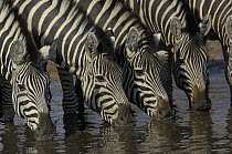 Burchell's Zebra (Equus burchellii) herd drinking from waterhole, Africa
