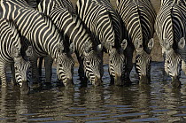 Burchell's Zebra (Equus burchellii) herd drinking at waterhole, Africa