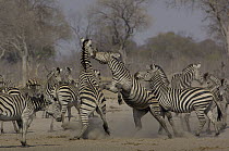 Burchell's Zebra (Equus burchellii) pair fighting amid herd, Africa