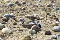 Piping Plover (Charadrius melodus) pretending to be wounded to distract predator from eggs and young, Long Island, New York