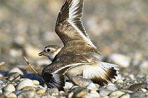 Piping Plover (Charadrius melodus) pretending to be wounded to distract predator from eggs and young, Long Island, New York