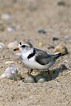 Piping Plover (Charadrius melodus) sitting on eggs in nest on ground, Long Island, New York