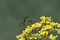 Rufous Hummingbird (Selasphorus rufus) feeding on yellow flowers, Green Valley, Arizona