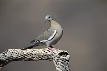 White-winged Dove (Zenaida asiatica), Green Valley, Arizona