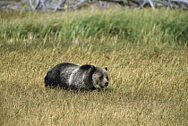 Grizzly Bear (Ursus arctos horribilis) walking in field of tall prairie grass, Yellowstone National Park, Wyoming