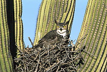 Great Horned Owl (Bubo virginianus) nesting in Saguaro (Carnegiea gigantea) cactus, Tucson, Arizona