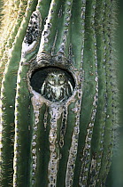 Ferruginous Pygmy Owl (Glaucidium brasilianum) adult peering out from nest hole in Saguaro (Cereus gigantea) cactus, Altar Valley, Arizona