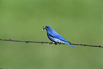 Mountain Bluebird (Sialia currucoides) male perching on barbwire fence with prey in beak, Montana