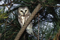 Northern Saw-whet Owl (Aegolius acadicus) perched in tree, Long Island, New York