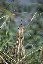 American Bittern (Botaurus lentiginosus) raising neck to achieve camouflage among reeds, Anahuac National Wildlife Reserve, Texas