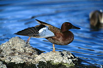 Cinnamon Teal (Anas cyanoptera) duck, male stretching its wing, California