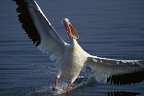 American White Pelican (Pelecanus erythrorhynchos) landing in water, Everglades National Park, Florida