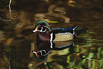 Wood Duck (Aix sponsa) male with reflection in lake, Vancouver, British Columbia, Canada