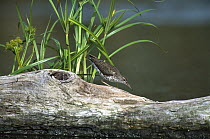 Spotted Sandpiper (Tringa macularia) on log with insect in beak, Long Island, New York