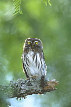 Ferruginous Pygmy Owl (Glaucidium brasilianum) perched on branch, Texas
