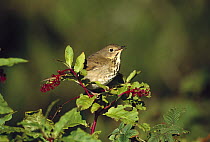 Hermit Thrush (Catharus guttatus) singing in Pokeberry bush, Long Island, New York