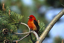 Scarlet Tanager (Piranga olivacea) male perched in tree, Long Island, New York