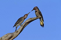 Northern Flicker (Colaptes auratus) male and female, aggression display, Long Island, New York