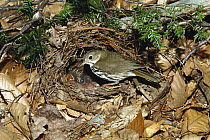 Ovenbird (Seiurus aurocapilla) parent in ground nest with chicks, Adirondack Mountains, New York