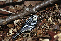 Black-and-white Warbler (Mniotilta varia) on ground, Gloversville, New York