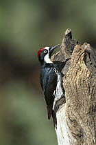 Acorn Woodpecker (Melanerpes formicivorus) male, southeast Arizona
