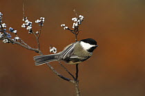 Black-capped Chickadee (Poecile atricapillus) in Bayberry bush, Long Island, New York